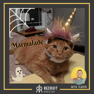 Cat in unicorn costume